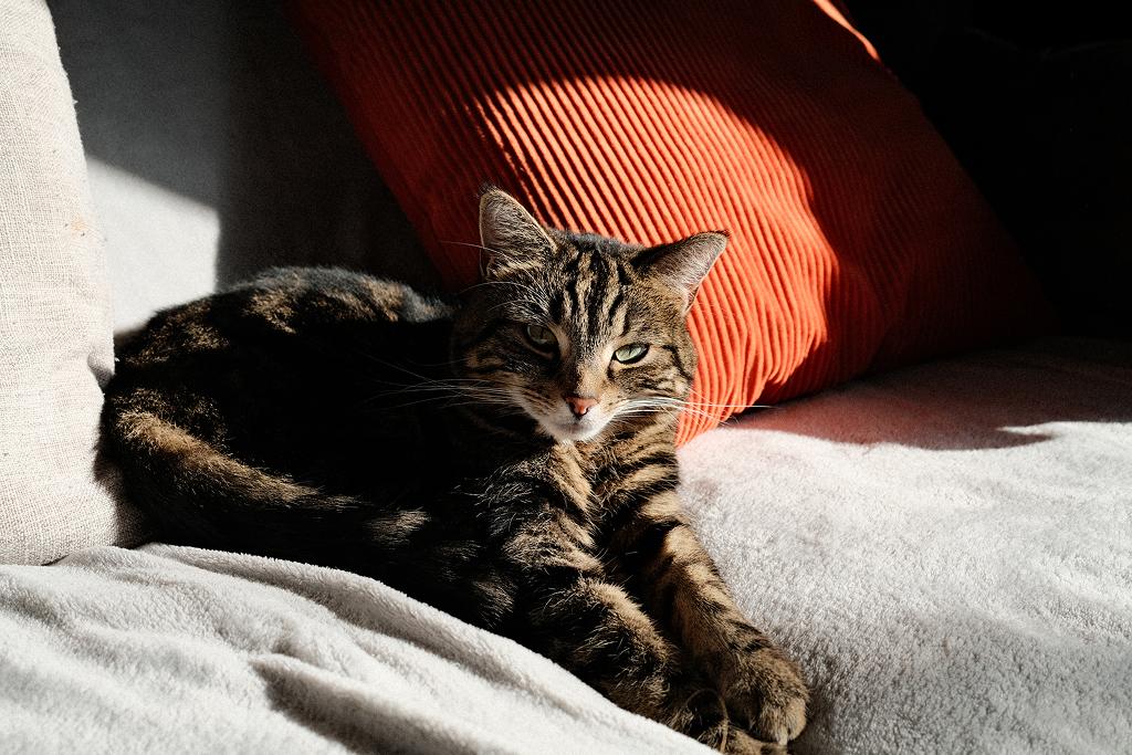 A tabby cat stretched out asleep on a sofa