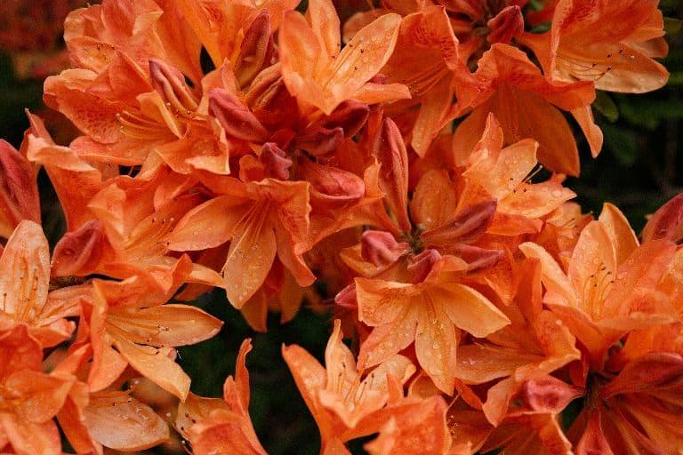 Bright orange azalea flowers