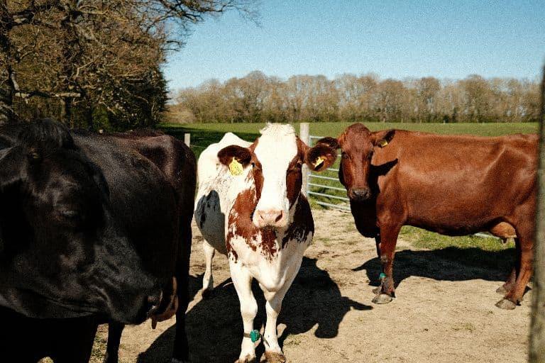 Three curious cows looking at the camera in a field