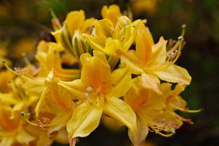 Yellow azalea flowers against a dark background
